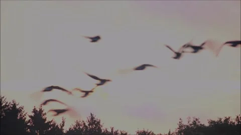 Geese Take Flight Stock Footage 206719197