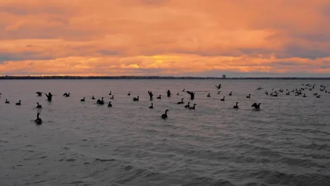 Geese take off on lake during sunset Stock Footage 234132997