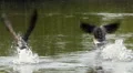 Geese TakeFlight HD Footage