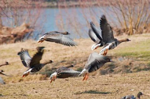 Geese taking off for a flight Stock Photos
