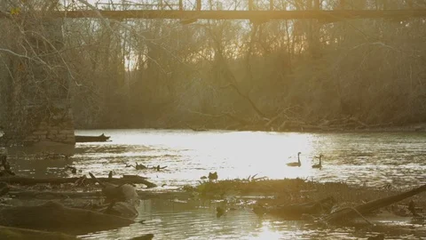 Geese taking off from river at sunrise. Stock Footage 85800933