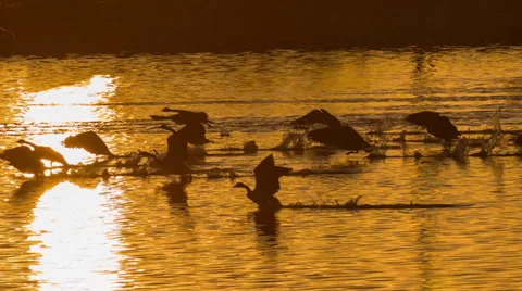 Geese taking off from water at sunset Stock Footage 32154213