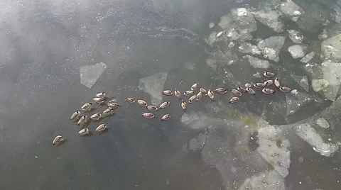 Geese on Thin Ice (Aerial View) Vídeo Stock 46561149