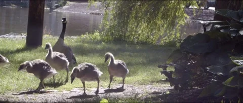 Geese Under Sun Stock Footage 195918634