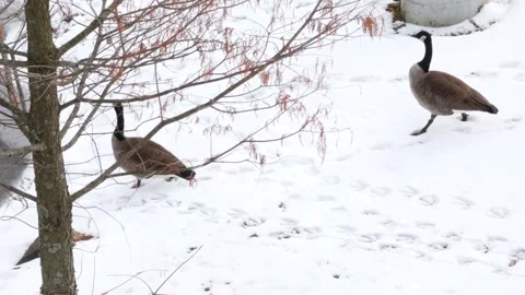 Geese Waddle Towards Ice Stock-Footage 145737337