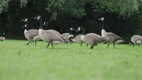 Geese Walking And Grasing In Slow Motion Stock Footage 239704475