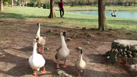 Geese walking besides the lake. 스톡 동영상 134008030