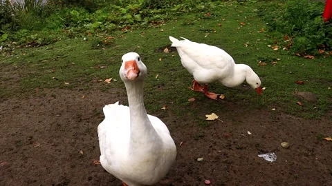 Geese walking close to camera, goose head close to camera. Stock Footage 236769585