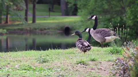 Geese Walking Down To Pond Video stock 52200815