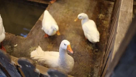 Geese walking in farm enclosure Stock Footage 332146486