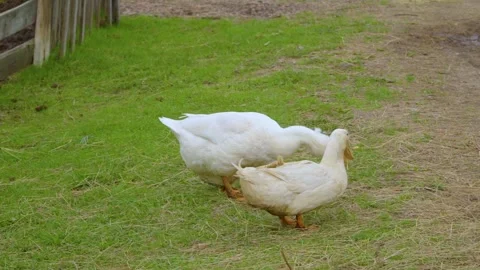 Geese walking on the farm. 스톡 동영상 277105942