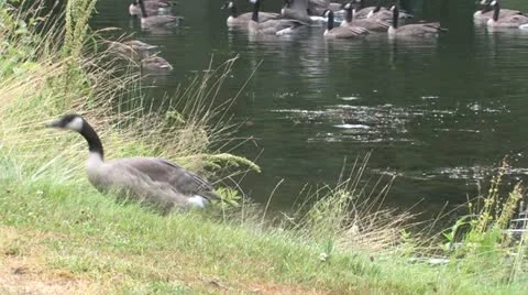 Geese Walking Stock Footage 20487115