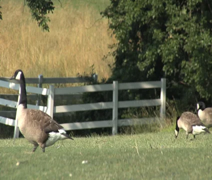 Geese Walking Видео 38908252