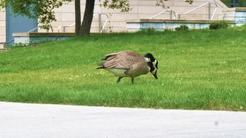 Geese Walking Stock Footage 110717980