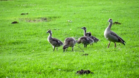 Geese Walking Stock Footage 248066473