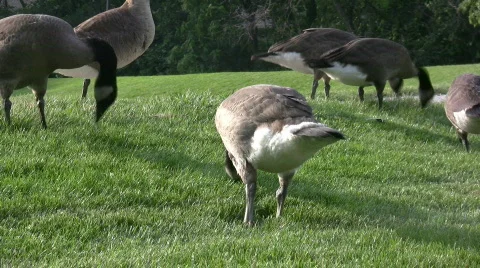 Geese walking in grass Stock Footage 136324