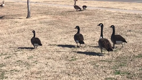 Geese Walking on Grass Video stock 247738255