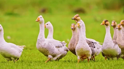 Geese Walking in Grass Stock Footage 323140810