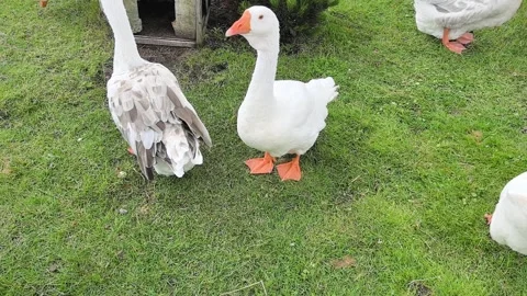 Geese walking on grass in a park during the daytime 스톡 동영상 340357234