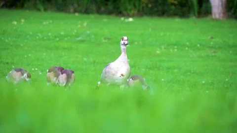 Geese Walking with mom Stock Footage 248066388