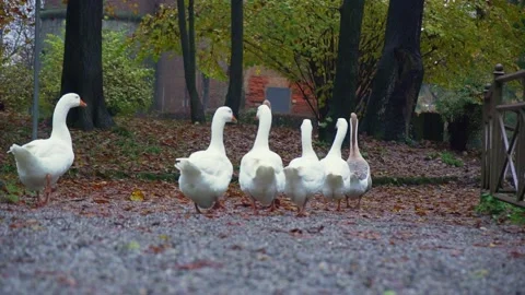 Geese walking in the park 動画素材 165277748