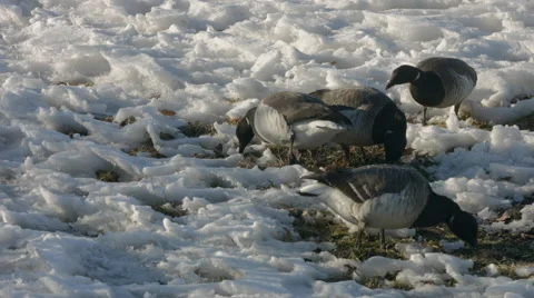 Geese Walking on snow Stock Footage 59826480