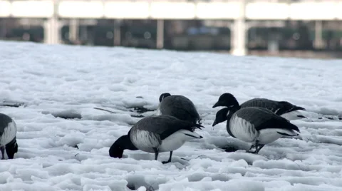 Geese Walking on snow Vidéo 59827227