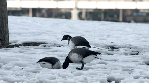 Geese Walking on snow Stock-Footage 59827538