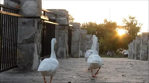 Geese walking into sunset on bridge Stock Footage 41264021