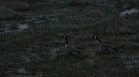 Geese Walking Through A Field Stock Footage 60951080