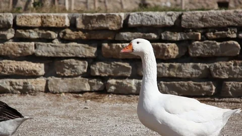 Geese walking through frame with sound Video stock 89662529