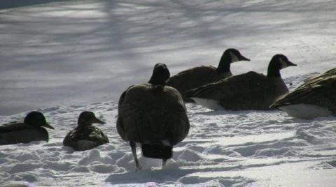 Geese wander then lay down in the snow (High Definition) Stock Footage 67397