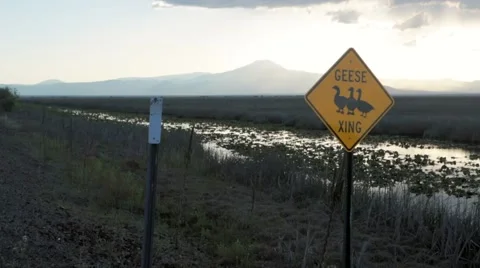 Geese warning sign in forest Stock Footage 49099556