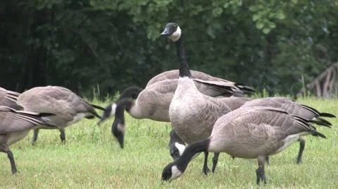Geese Watching Stock Footage 20487092