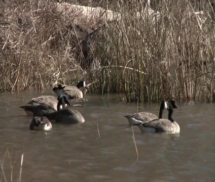 Geese on water 動画素材 667661