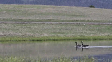 Geese in the Water Stock Footage 25794399
