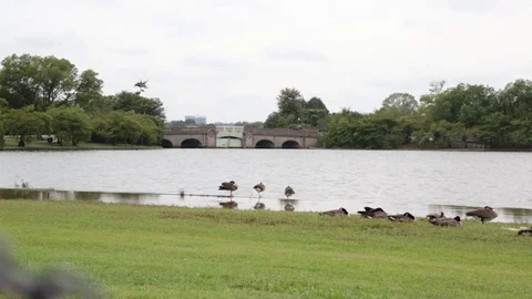 Geese on the Water Video stock 79664262