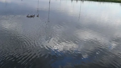 Geese on the water Video stock 148321165