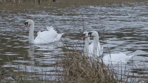 Geese on a windswept lake Stock Footage 102349253