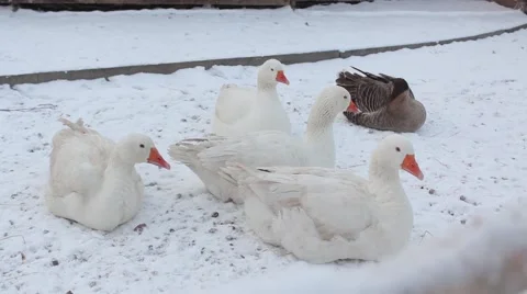 Geese in winter Stock Footage 45490912