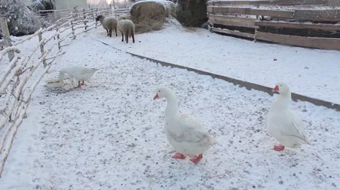 Geese in winter Stock Footage 45490959