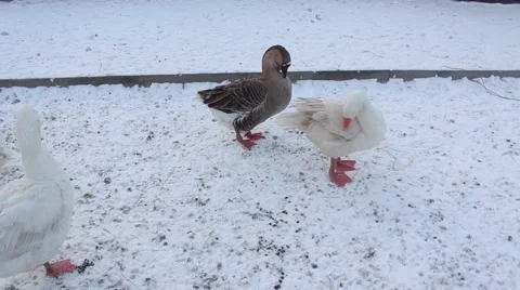 Geese in winter Stock Footage 45490987