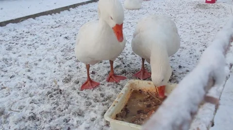 Geese in winter Stock Footage 45491016