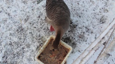 Geese in winter Stock Footage 45491048