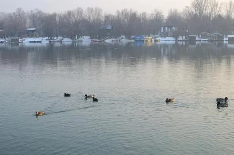 Geese in Winter Stock Photos