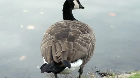 Geese in Wintertime Slowmotion 2 Stock Footage 21231547