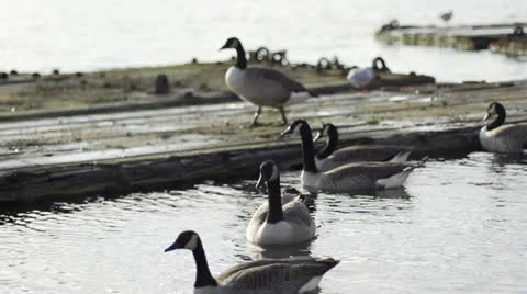Geese in Wintertime Slowmotion Stock Footage 21231802