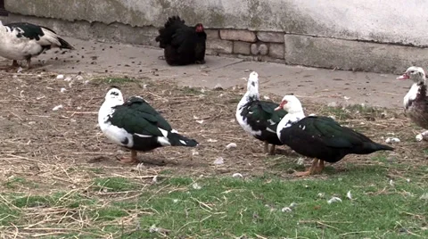Geese in the yard Stock-Footage 35762631