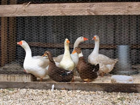 Geese in the yard Stock Photos