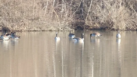 Geese1 Video stock 86671214